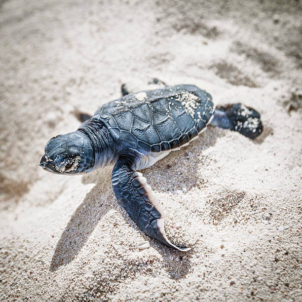 tartaruga marinha recém- nascido. - sea turtle square shape square endangered species imagens e fotografias de stock