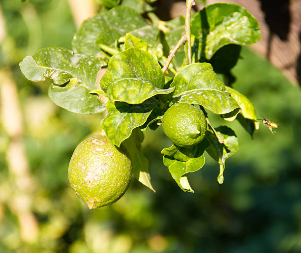 istock Branch of lemons 511436397