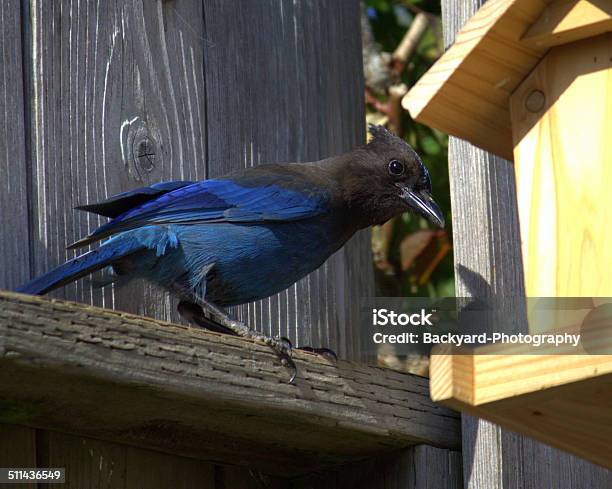 Blue Jay And Birdhouse Stock Photo - Download Image Now - Bird, Bird Feeder, Birdhouse