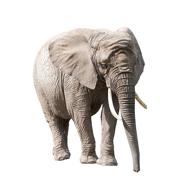 istock African elephant isolated on white with clipping path 511437753