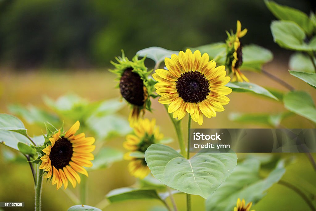 Sunflowers Ready for Harvest Sunflowers awaiting harvest. Agricultural Field Stock Photo