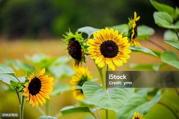 Sunflowers Ready For Harvest Stock Photo - Download Image Now - Agricultural Field, Agriculture, Crop - Plant