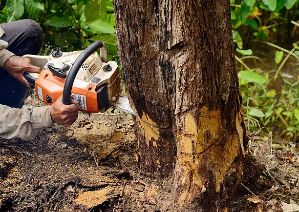 Photo of Man with chainsaw cutting the tree