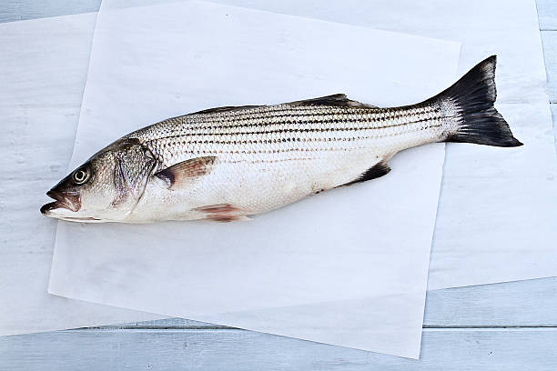 Striped Bass Freshly caught striped bass being prepared for dinner. ocean perch stock pictures, royalty-free photos & images