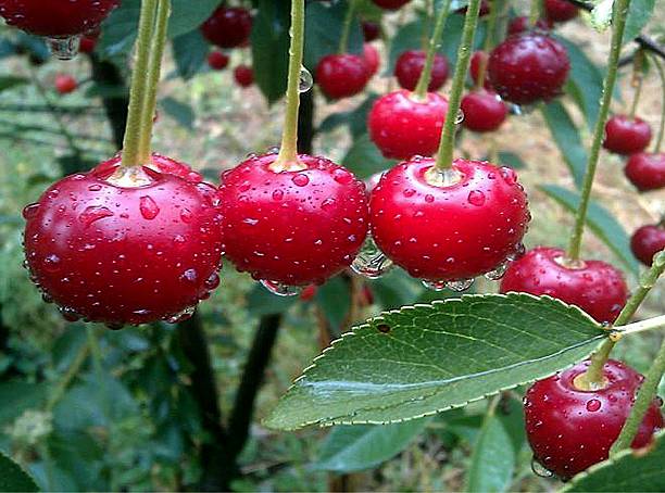 Cherry