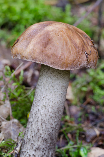 istock mushroom in autumn forest 511439165
