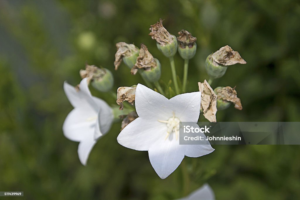 White Platycodon. White Platycodon Animal Wildlife Stock Photo