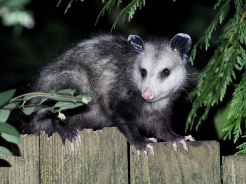 A Virginia Opossum on a fence at night