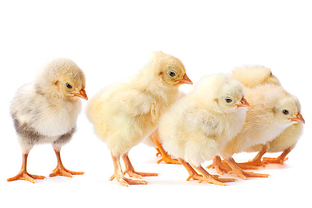 istock Yellow baby chicken 511440955