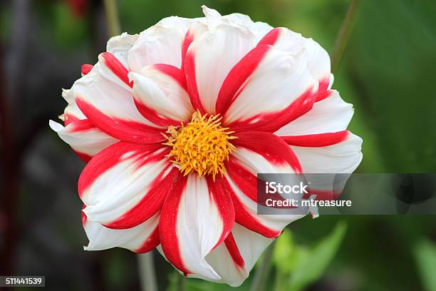 Image Of Red And White Striped Dahlia Flower Stripy Pattern Stock Photo - Download Image Now