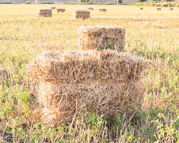 Bale of straw in the field stock photo