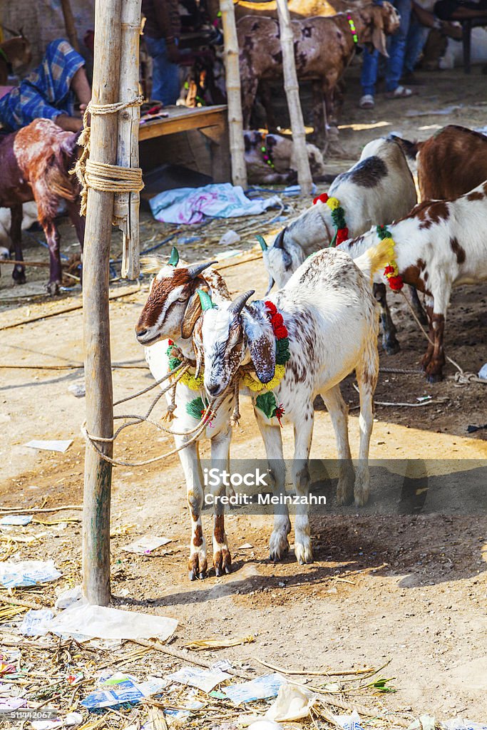 goats for selling at the bazaar Animal Stock Photo