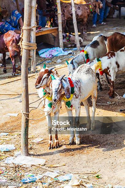 Goats For Selling At The Bazaar Stock Photo - Download Image Now - Animal, Animal Body Part, Animal Hump