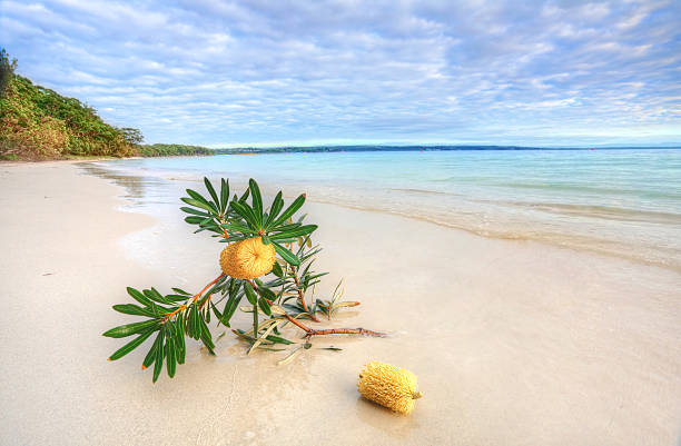 istock Banksia Serrata on the beach 511442305