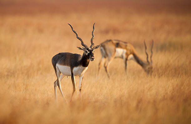 die hirschziegenantilope (antelope), gazelle, indien - hirschziegenantilope stock-fotos und bilder
