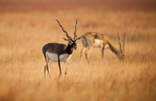The blackbuck is an ungulate species of antelope native to the Indian subcontinent that has been classified as near threatened by IUCN since 2003.