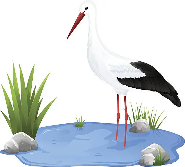 Vector illustration of Small pond with white stork