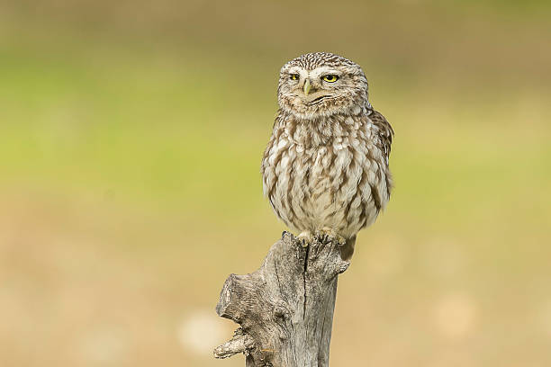 sowa - owl endangered species barn night zdjęcia i obrazy z banku zdjęć