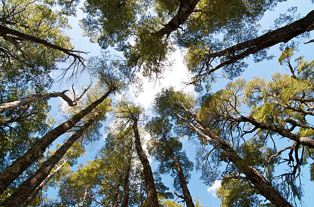 lenga nothofagus pumilio bosque - southern beech photos et images de collection