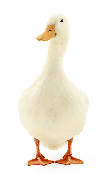 White duck on white. stock photo