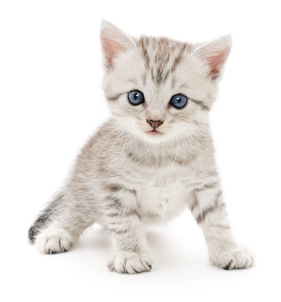 British kitten sitting in front of white background.