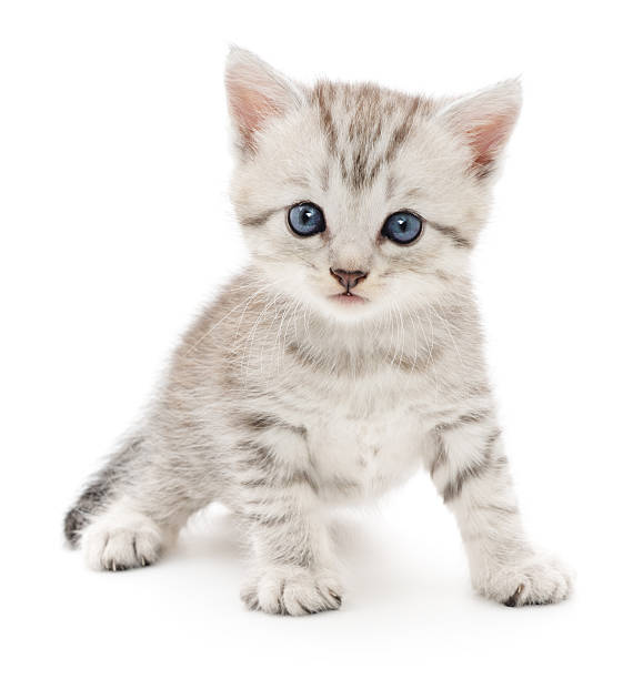 Kitten on a white background stock photo