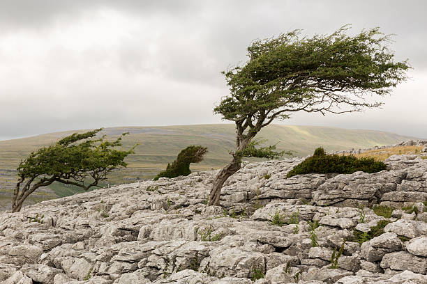 árbol solitario en un viento día - despeinado fotografías e imágenes de stock