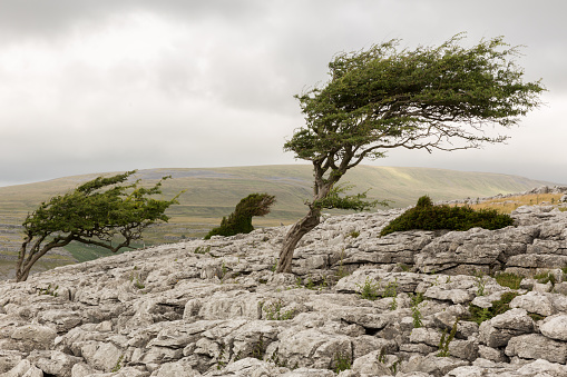 Single tree in a gale