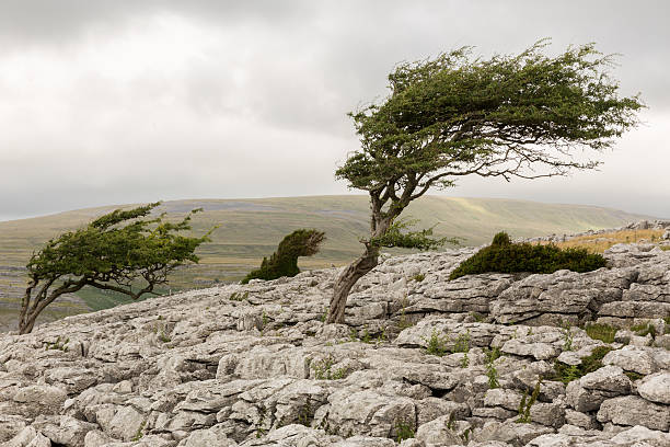 Lonely tree on a windy day Single tree in a gale gale stock pictures, royalty-free photos & images