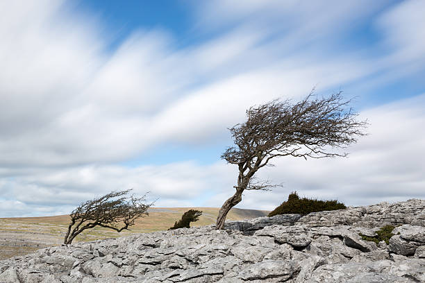 Lonely tree on a windy day Single tree in a gale lone-tree-in-storm stock pictures, royalty-free photos & images