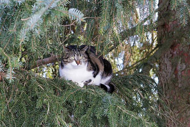 petit chat se trouve en haut du sapin - überblick photos et images de collection