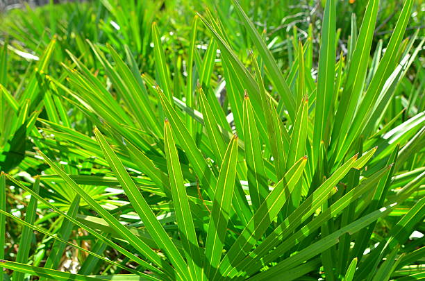 istock Stacked, backlit leaflets of Saw Palmetto in thicket 511458822