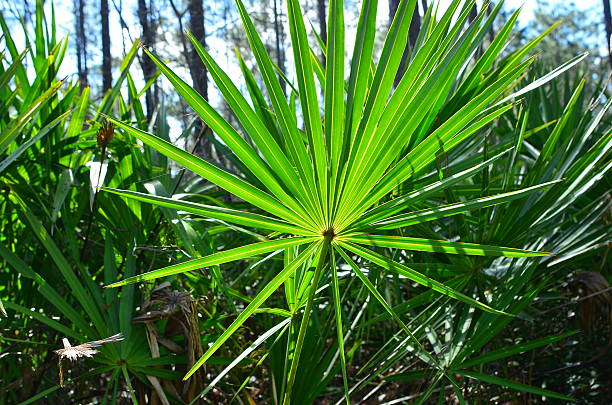 Close up of entire backlit Saw Palmetto frond in forest A backlit palm frond's bright green leaves and radiating leaflets separated by yellow veins at the leaf base saw palmetto stock pictures, royalty-free photos & images