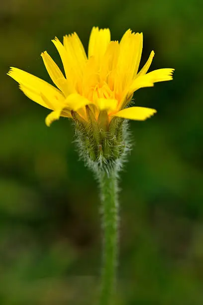 Yellow flower of hairy plant in the daisy family (Asteraceae), growing on a British calcareous grassland