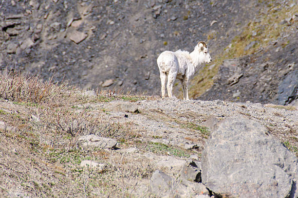 kuvapankkikuvat ja rojaltivapaat kuvat aiheesta alaska dall lampaan pässi brooks-alueella - brooks range alaska
