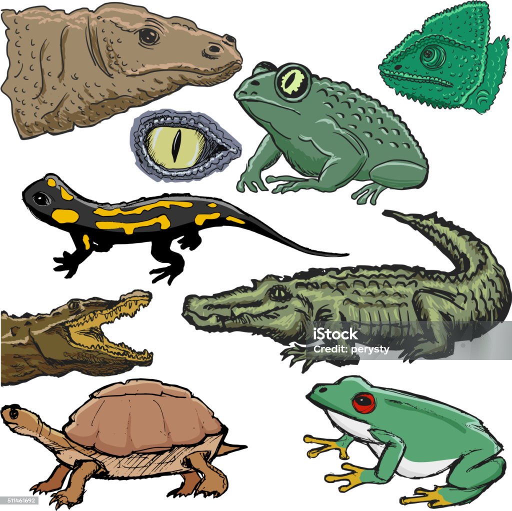 set of illustrations of reptiles, with crocodile, lizard, turtle Desert Area stock vector