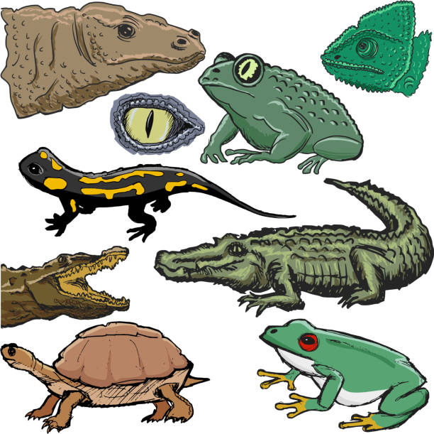 set of illustrations of reptiles, with crocodile, lizard, turtle set of illustrations of reptiles, with crocodile, lizard, turtle komodo dragon drawing stock illustrations
