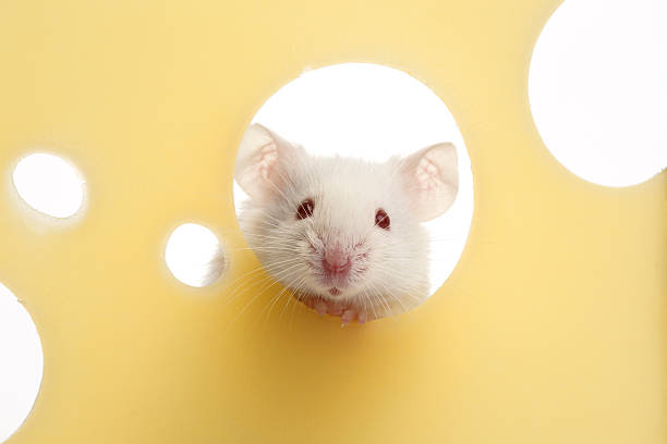 28,913 Funny Mouse Stock Photos, Pictures & Royalty-Free Images - iStock | Funny hamster, Funny animals, Funny chicken 28,913 Funny Mouse Stock Photos, Pictures & Royalty-Free Images - iStock | Funny hamster, Funny animals, Funny chicken