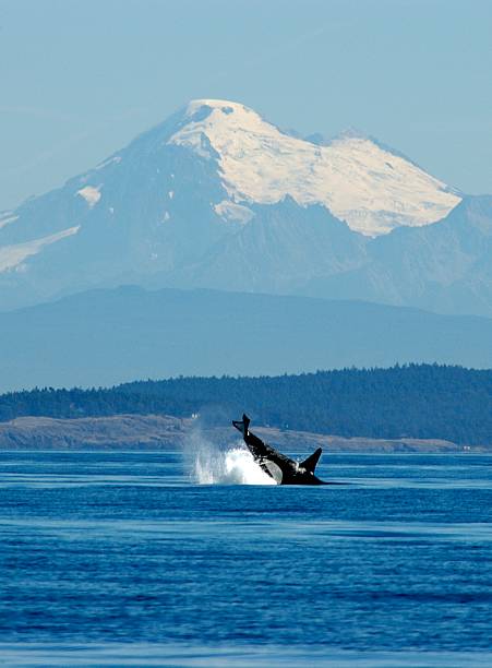 Orca a Killer Whale breaches off the west coast of San Juan Island with Mount Baker as a back drop, Washington mt baker stock pictures, royalty-free photos & images