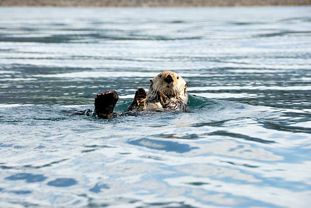 lontra marina - homer foto e immagini stock