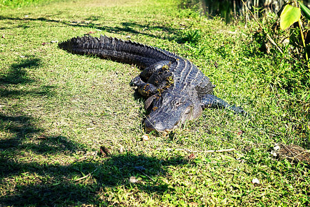 istock Florida Alligator in the Wild.  Close up. 511463368