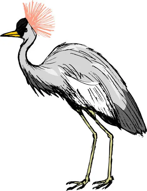 Vector illustration of African crowned crane, illustration of wildlife, bird, zoo, safa