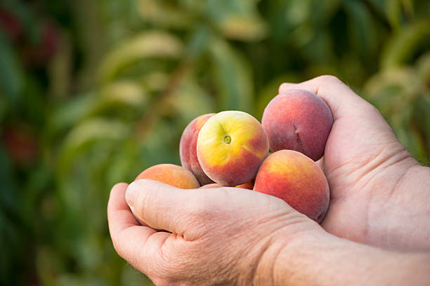 istock Hands full of peaches 511464220