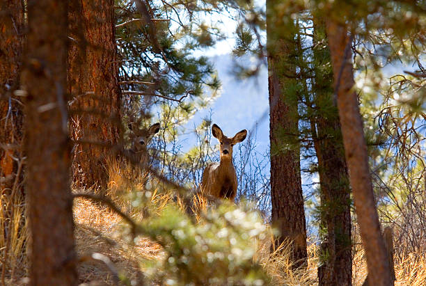 Pair of doe mule deer are part of a small herd foraging for food on a beautiful Colorado late winter morning.