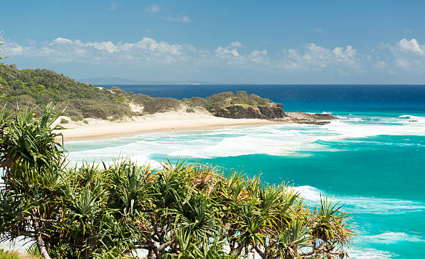 frenchman strand stradbroke insel - screwpine stock-fotos und bilder