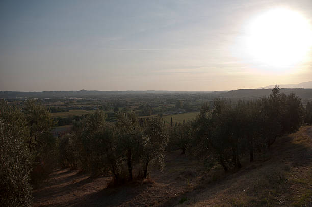 Widok oliwy z oliwek gospodarstwa krajobraz w Vinci – zdjęcie