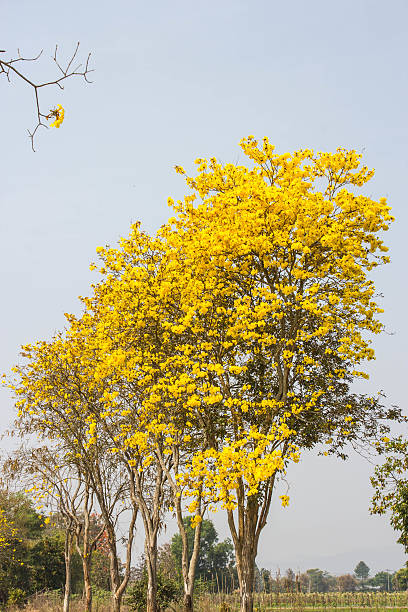 istock Yellow tabebuia flower on country road 511465032