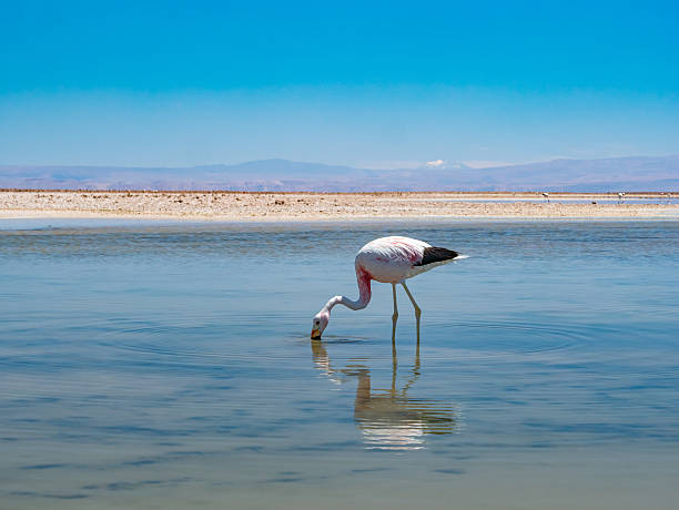 salar de atacama laguna chaxa - flattop mountain zdjęcia i obrazy z banku zdjęć