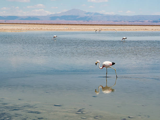 istock Salar de Atacama Laguna Chaxa 511465854