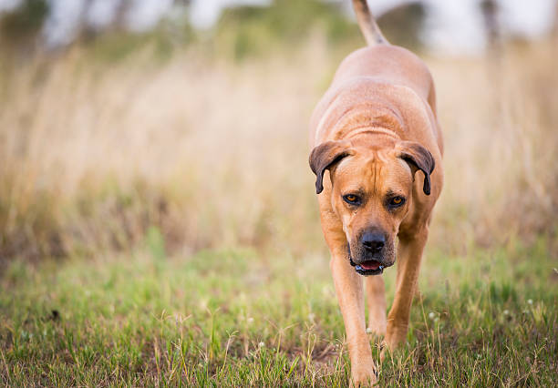 boerboel chien - molosser photos et images de collection